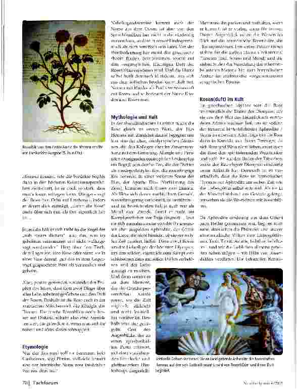 Vorschauseite 2: Pflanzen 2013- Edelrose, Kapuzinerkresse, Leberblümchen