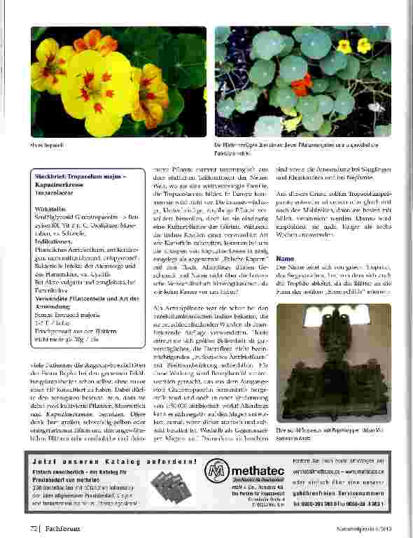 Vorschauseite 4: Pflanzen 2013- Edelrose, Kapuzinerkresse, Leberblümchen