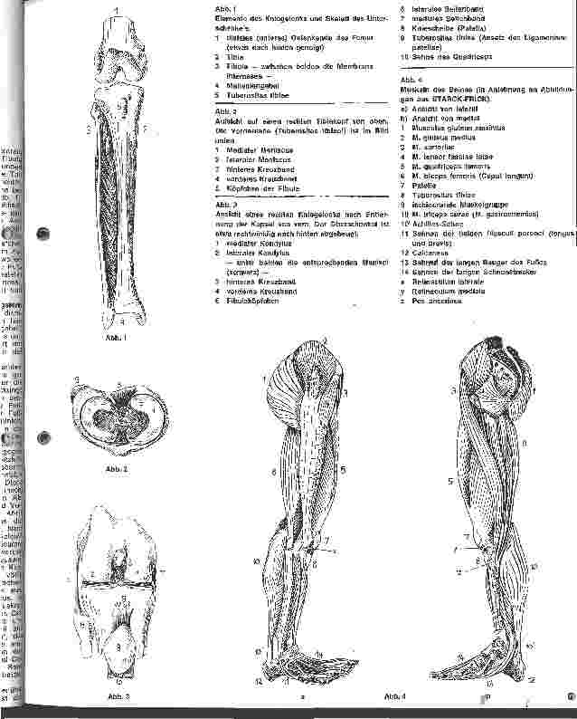 Vorschauseite 2: Die Anatomie des menschlichen Körpers 4. Folge: Das Kniegelenk und seine Muskeln, Unterschenkel und Sprunggelenke