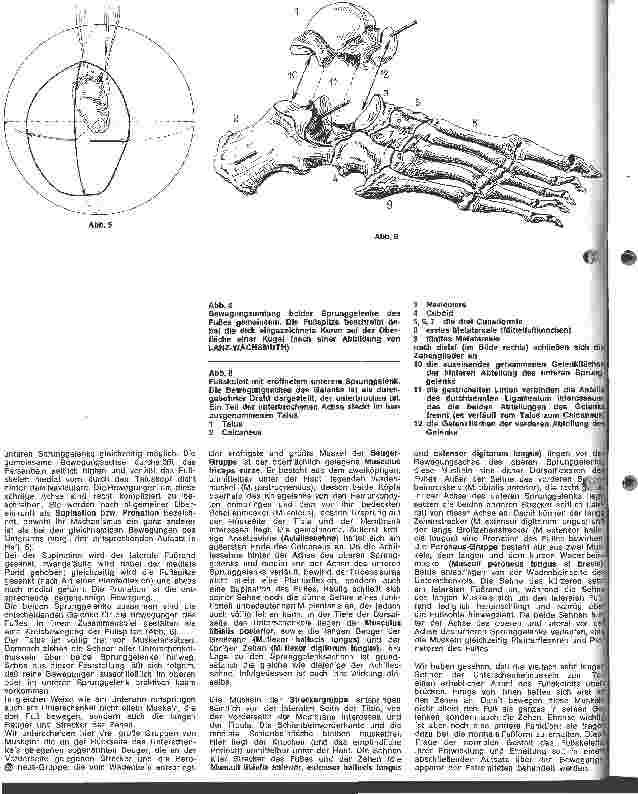 Vorschauseite 3: Die Anatomie des menschlichen Körpers 4. Folge: Das Kniegelenk und seine Muskeln, Unterschenkel und Sprunggelenke