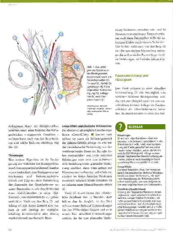 Vorschauseite 2: Das Fasziensystem