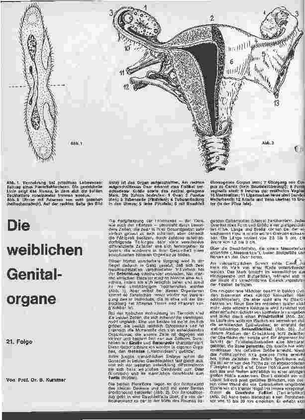 Vorschauseite 1: Die weiblichen Genitalorgane 21. Folge