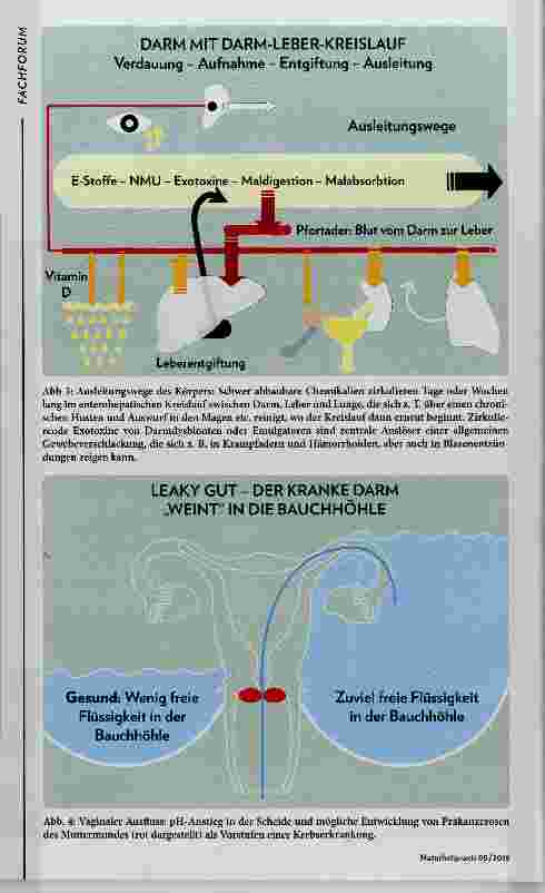 Vorschauseite 3: Das Vaginal-Mikrobiom und lokale Milchsäurebakterien