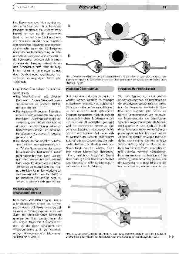 Vorschauseite 4: Entstehung neuer Synapsen: Wichtige Grundlage für die Reha
