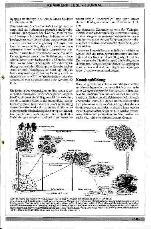 Vorschauseite 2: Physiologisches und pathologisches Skelettwachstum des Menschen