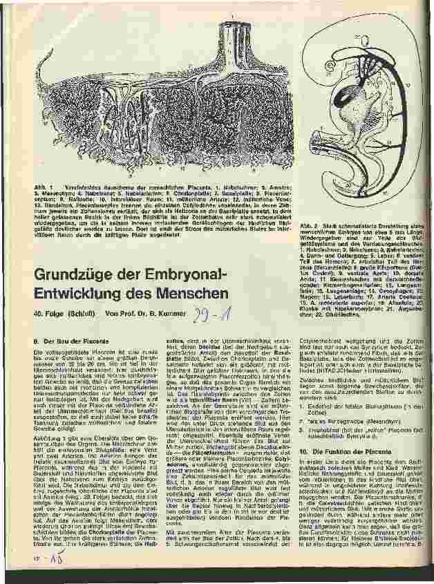 Vorschauseite 1: Grundzüge der Embryonalentwicklung des Menschen 40. Folge (Schluß)