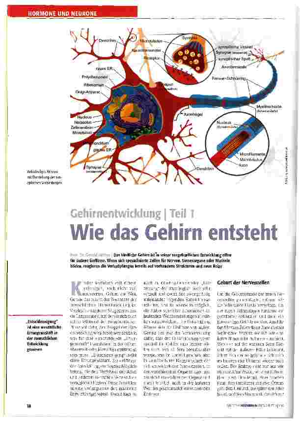 Vorschauseite 1: Gehirnentwicklung | Teil 1 Wie das Gehirn entsteht