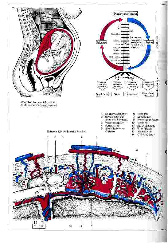 Vorschauseite 1: Angewandte Embryologie Planzentation und Plazentaschranke