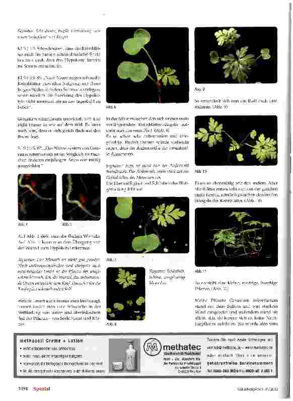 Vorschauseite 2: Zur Signatur von Geranium robertianum Storchenschnabel (Ruprechtskraut)