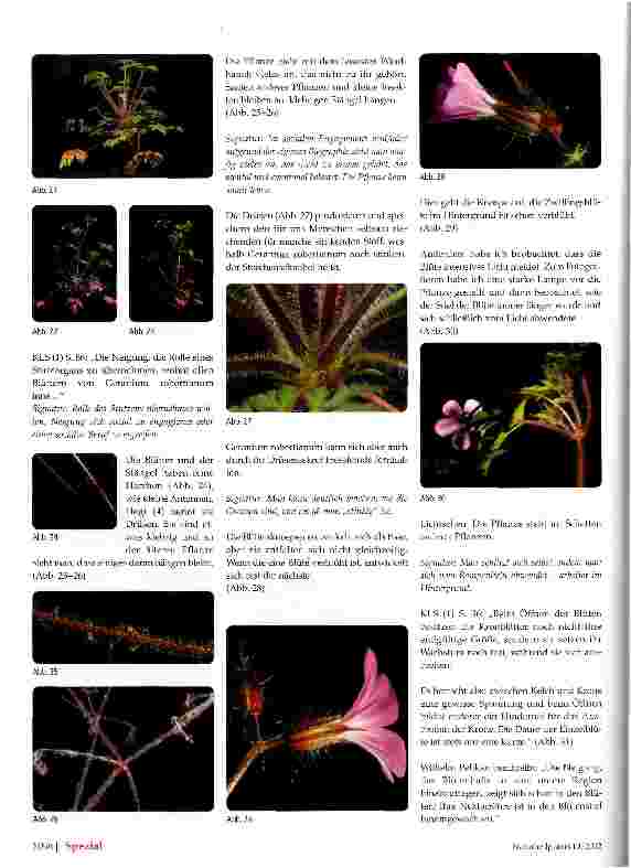 Vorschauseite 4: Zur Signatur von Geranium robertianum Storchenschnabel (Ruprechtskraut)
