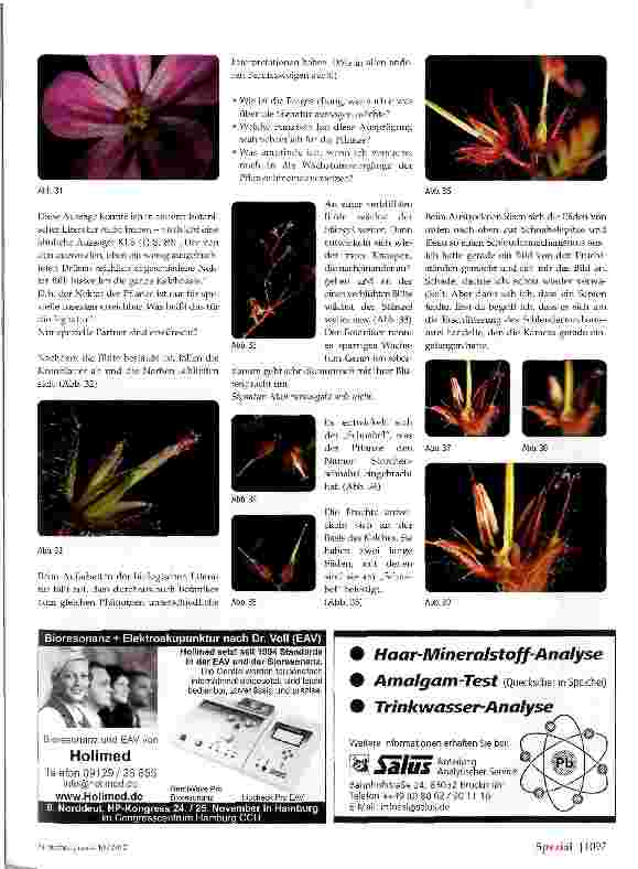 Vorschauseite 5: Zur Signatur von Geranium robertianum Storchenschnabel (Ruprechtskraut)
