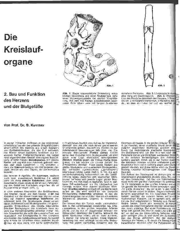 Vorschauseite 1: Die Kreislauforgane 2. Bau und Funktion des Herzens und der Blutgefäße