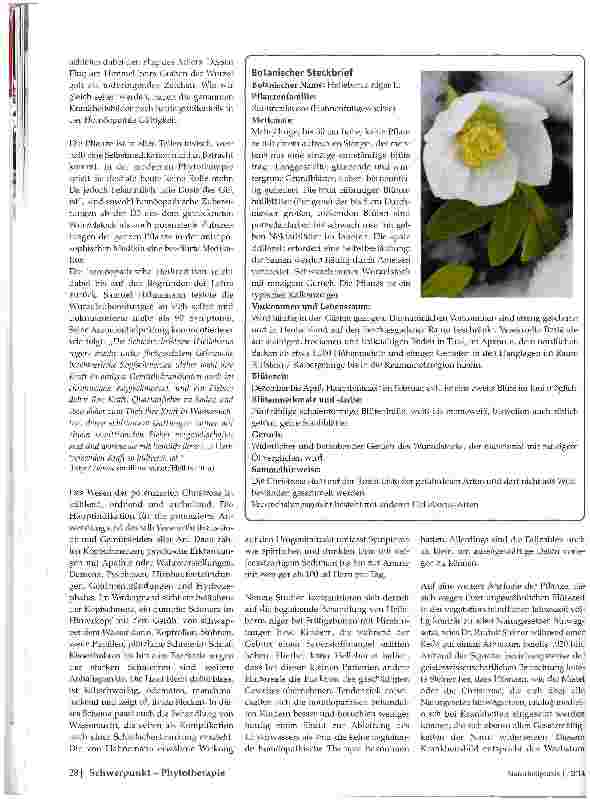 Vorschauseite 3: Christrose (Helleborus niger)