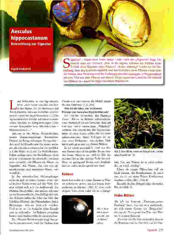 Vorschauseite 1: Aesculus hippocastanum
