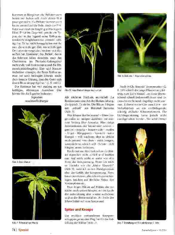 Vorschauseite 2: Aesculus hippocastanum