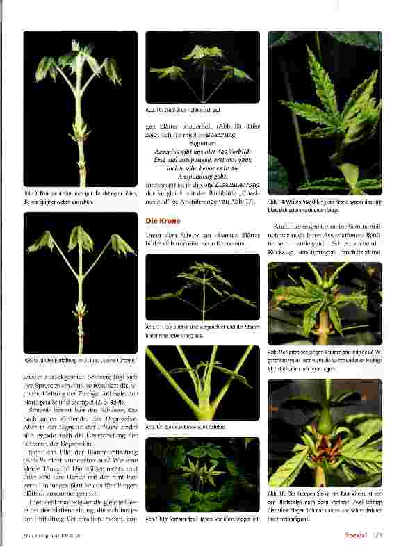 Vorschauseite 3: Aesculus hippocastanum