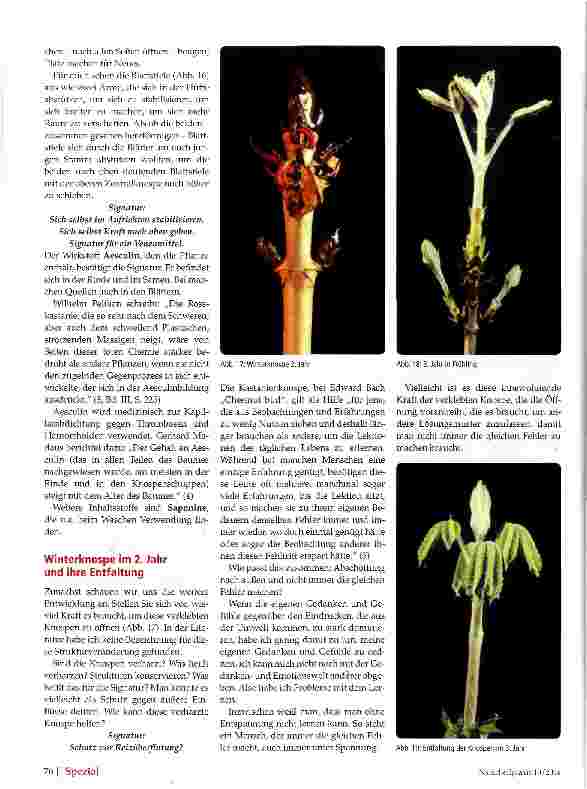 Vorschauseite 4: Aesculus hippocastanum