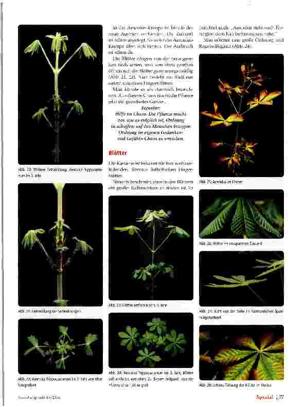 Vorschauseite 5: Aesculus hippocastanum