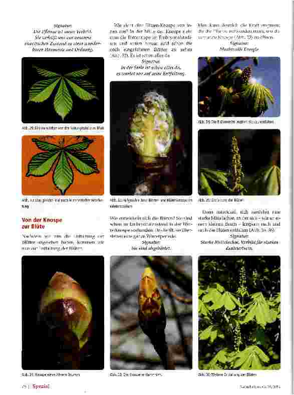 Vorschauseite 6: Aesculus hippocastanum