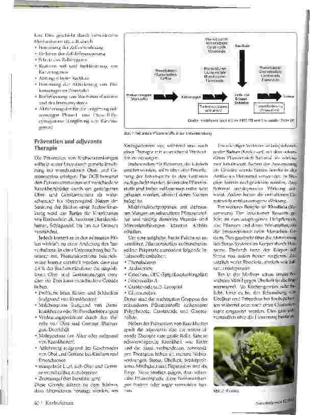 Vorschauseite 2: Sekundäre Pflanzenstoffe und Krebs