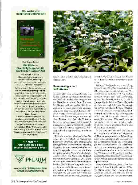 Vorschauseite 3: Bärlauc (Allium ursinum) Von der Signatur zur therapeutischen Anwendung