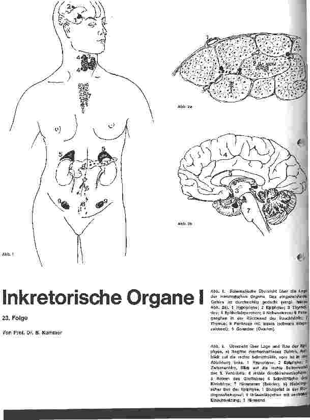 Vorschauseite 1: Inkretorische Organe I 23. Folge