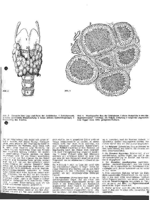 Vorschauseite 2: Inkretorische Organe I 23. Folge