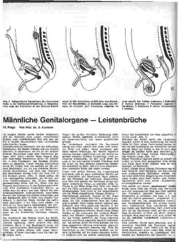 Vorschauseite 1: Männliche Genitalorgane - Leistenbrüche 22. Folge