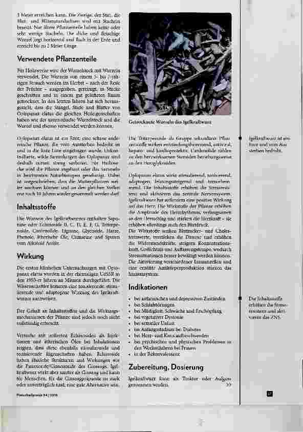 Vorschauseite 2: Igelkraftwurz Ein in Russland geschätztes Adaptogen