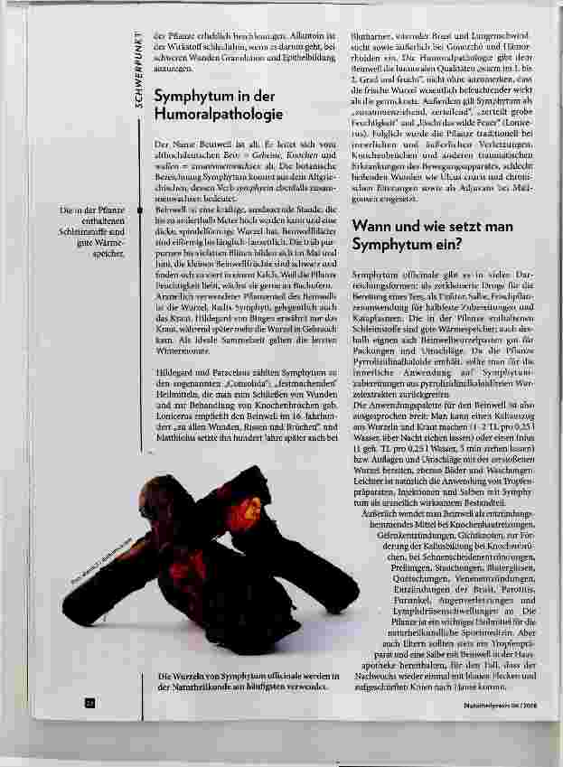 Vorschauseite 2: Symphytum officinale Dannit zusammenwächst, was zusammengehört