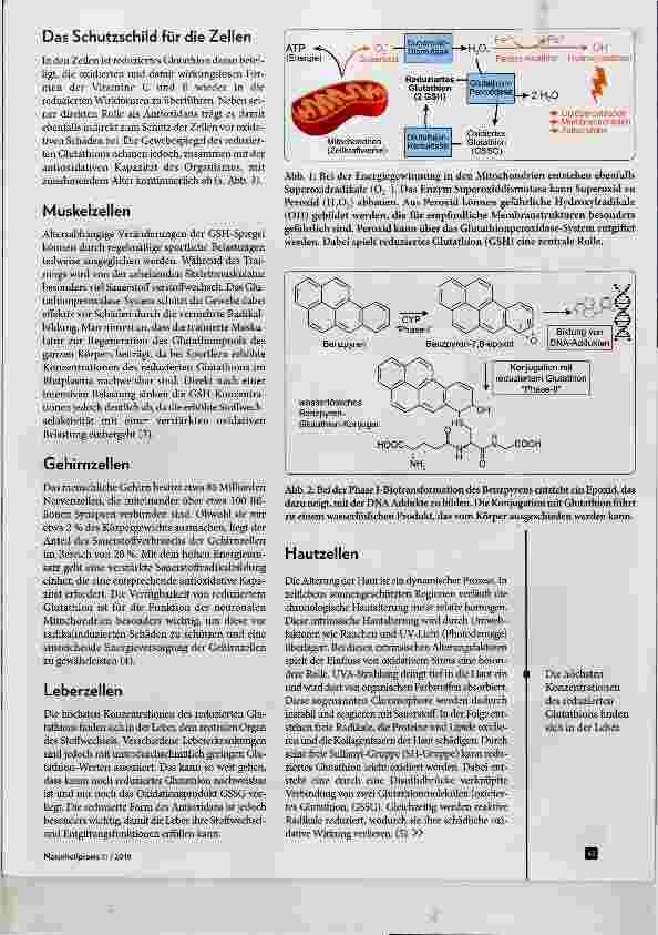 Vorschauseite 2: Glutathion - Powerstoff für die Zellgesundheit