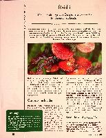 Vorschauseite 1: Reishi: Die beeindruckenden Gesundheitswirkungen des Ganoderma lucidum
