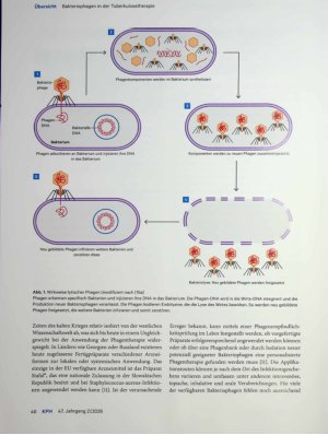Vorschauseite 3: Bakteriophagen in der Tuberkulosetherapie