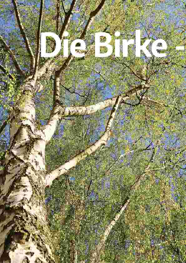 Vorschauseite 1: Die Birke: Naturschönheit und Heilbaum