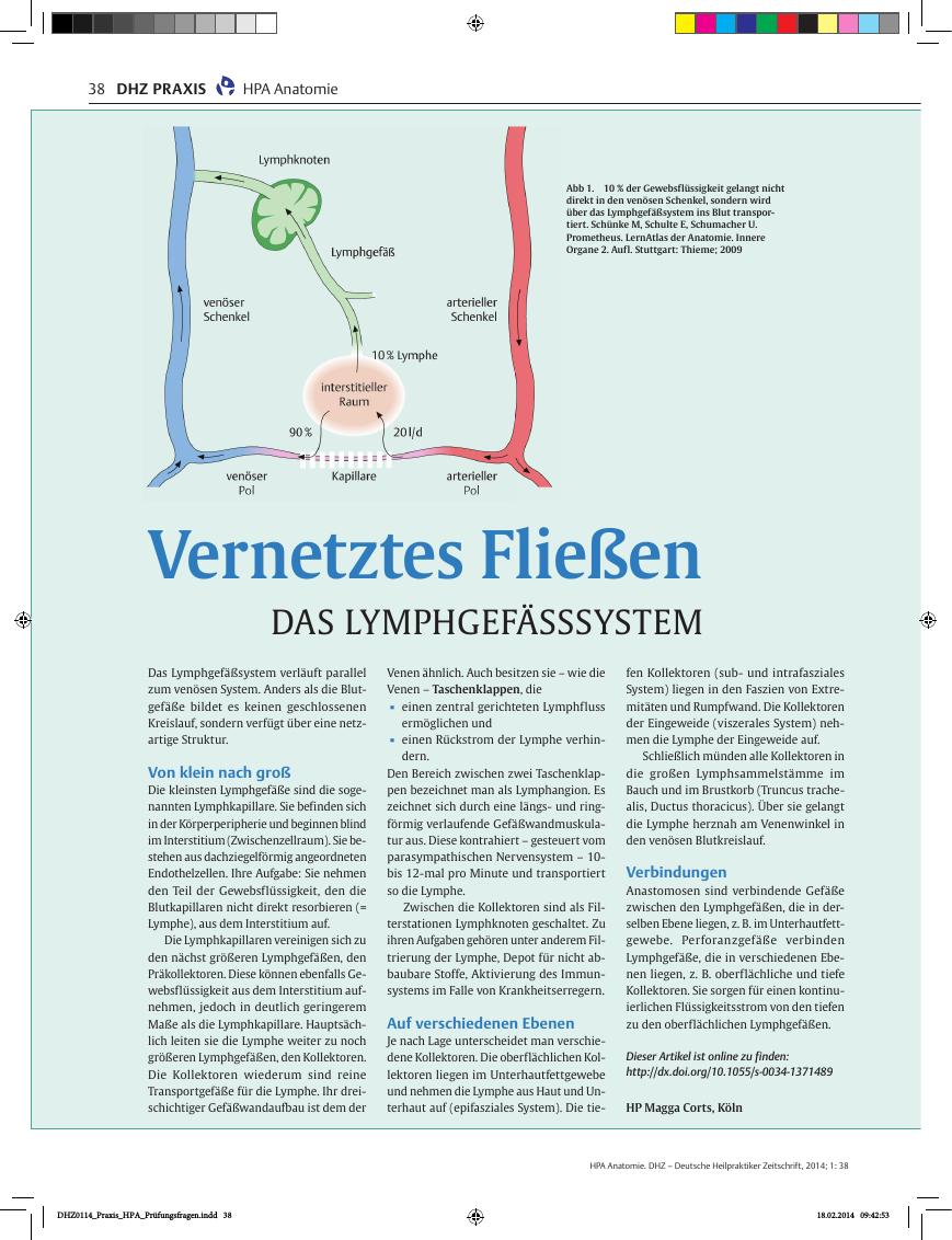 Vorschauseite 1: Vernetztes Fließen – das Lymphgefässsystem