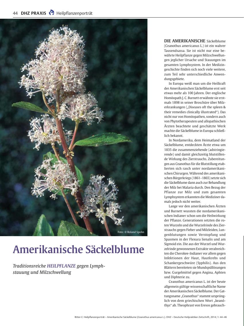 Vorschauseite 1: Amerikanische Säckelblume