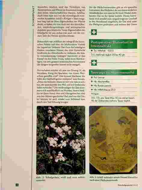Vorschauseite 3: Achillea millefolium als Hämostyptikum