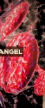 Vorschauseite 1: Eisenmangel