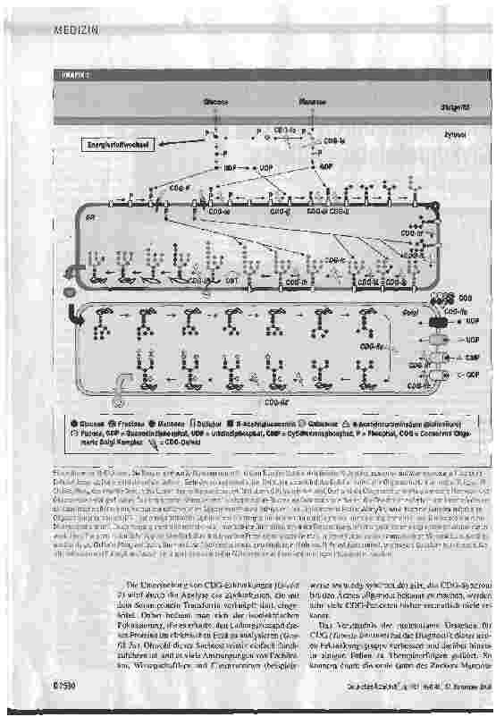 Vorschauseite 2: Multisystemische Erkrankungen im Kindesalter durch erbliche Defekte der Glykoproteinbiosynthese