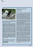 Vorschauseite 3: Tiergestützte Arbeit bei Mixed Pickles e.V.