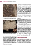 Vorschauseite 3: Forensische Entomologie: Wenn Insekten Verbrecher jagen