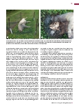 Vorschauseite 4: Forensische Entomologie: Wenn Insekten Verbrecher jagen