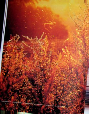 Vorschauseite 1: Pollenangriff ohne Pause