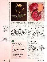 Vorschauseite 4: Antibiotika aus der Natur: Alternative Heilmittel bei Infektionen und resistenten Erregern
