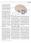 Vorschauseite 2: Neurophysiologische und psychologische Aspekte von situativer Beziehungsgewalt