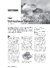 Vorschauseite 1: Zuchtpilze Lichtscheue Gesellen