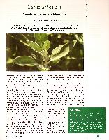 Vorschauseite 1: Salvia officinalis Arzneipflanze des Jahres 2023
