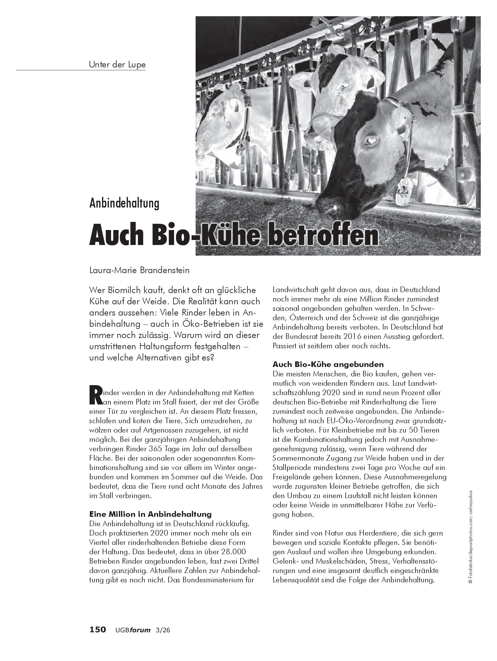 Vorschauseite 1: Anbindehaltung – Auch Bio-Kühe betroffen