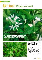 Vorschauseite 1: Bärlauch (Allium ursinum)