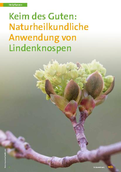 Vorschauseite 1: Keim des Guten: Naturheilkundliche Anwendung von Lindenknospen